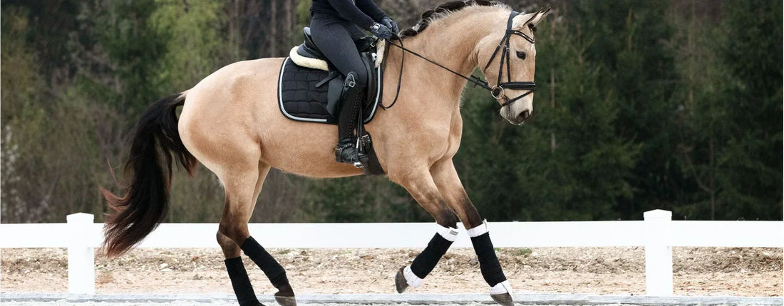 Winterarbeit: Pferde richtig aufwärmen