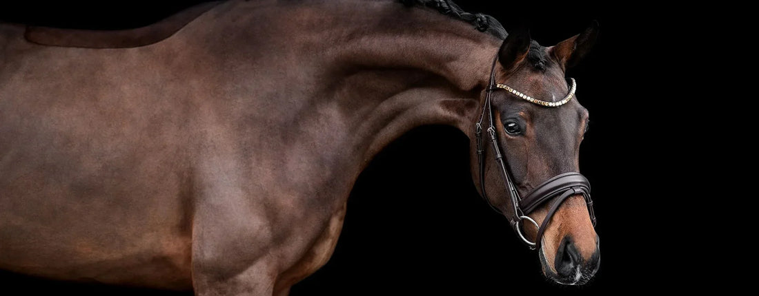 5 Tipps, um Fehler beim Trensenkauf zu vermeiden!