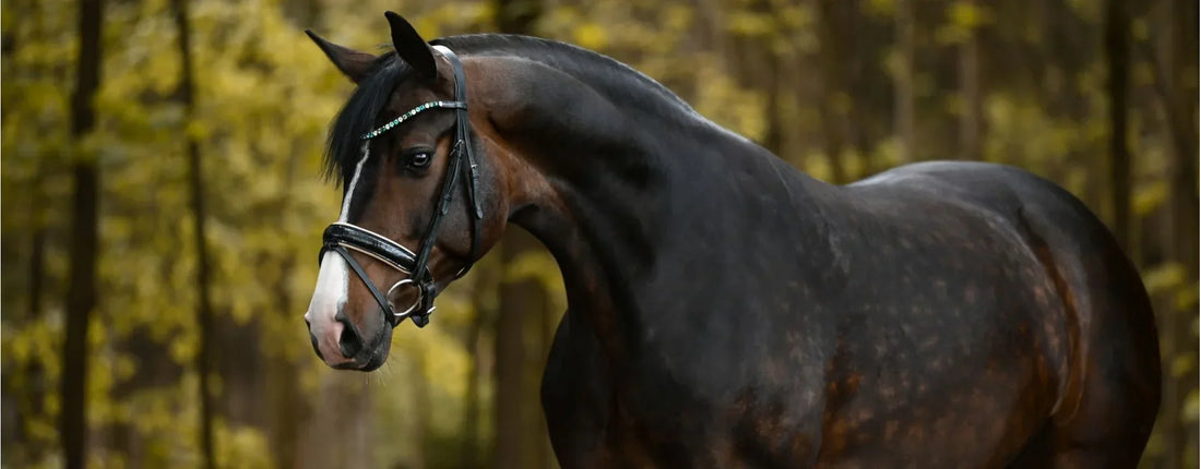 Fehler, Mythen und andere Weisheiten: Fakten über Trensen und Kandaren, die dir so bestimmt nicht bewusst waren (Teil 1)