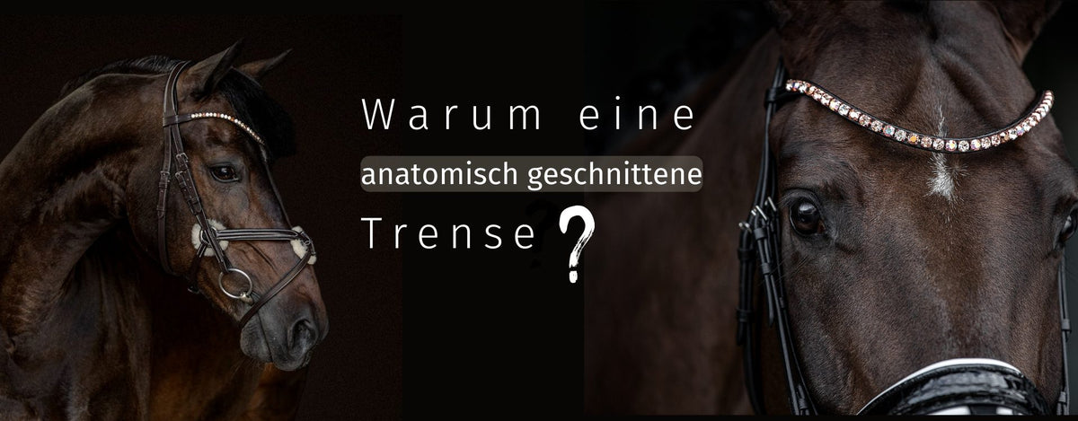 Anatomisch geformt - Mexikanisches Reithalfter, Polsterungen, Stirnriemen