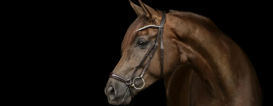 Die richtige Größe für deinen hannoverschen Trensenzaum finden!