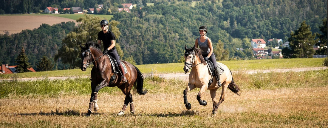 Pferde im Sommer - Tipps für besonders heiße Tage