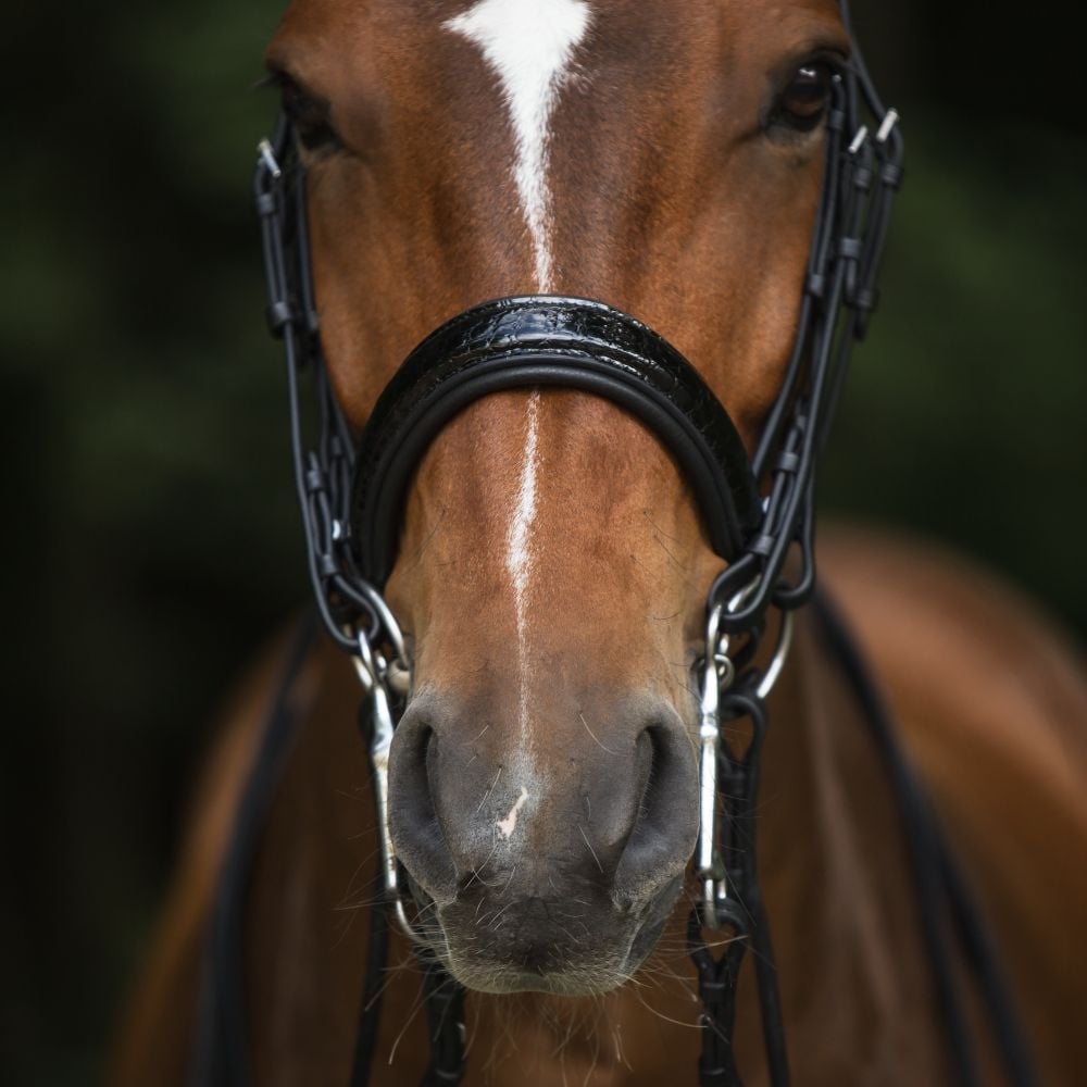 Kandarenzaum Ravenna mit Wunschstirnriemen