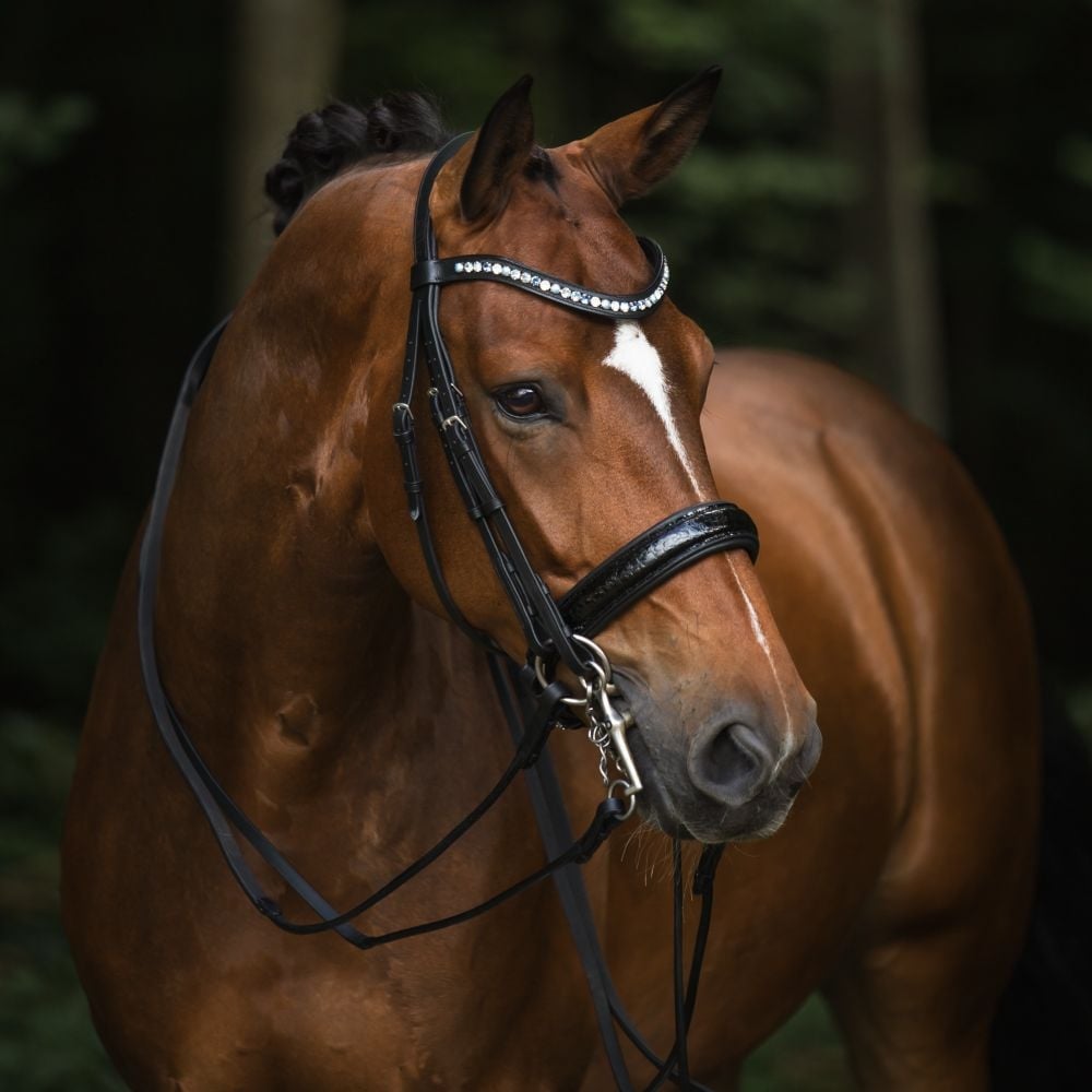 Kandarenzaum Ravenna mit Wunschstirnriemen