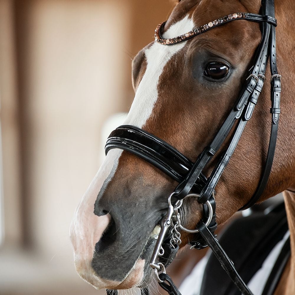 Kandarenzaum Ravenna mit Wunschstirnriemen