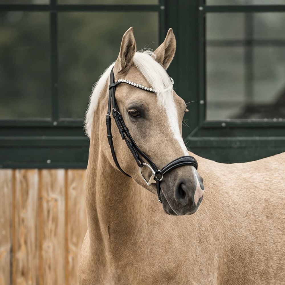 Trensenzaum Catania mit Wunschstirnriemen