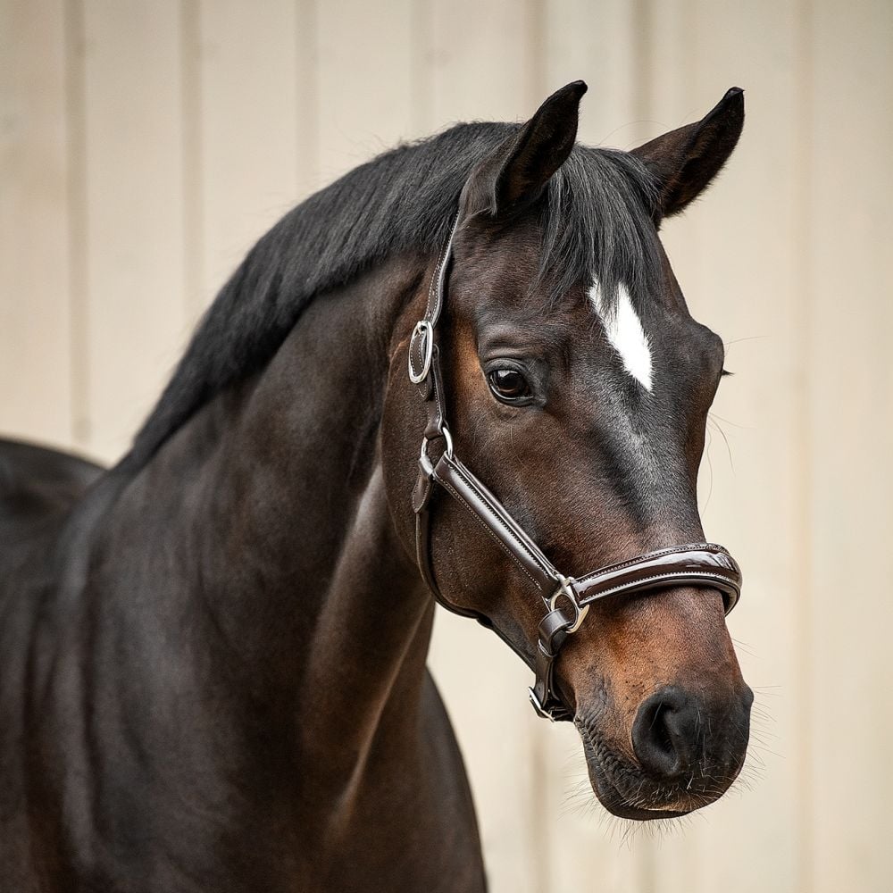 Halfter Milano Lackleder