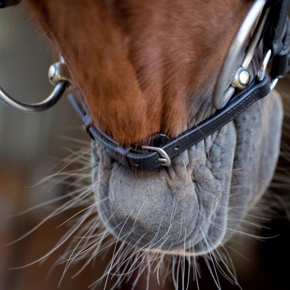 Trensenzaum Catania Glitter mit Wunschstirnriemen