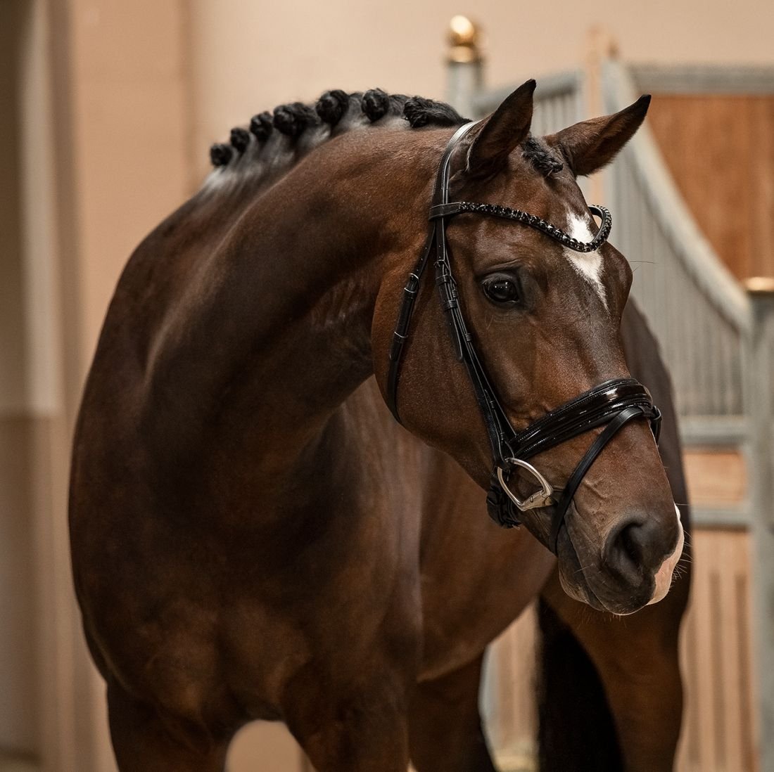 Trensenzaum Black Edition + Gurtzügel + GRATIS Dust Bag