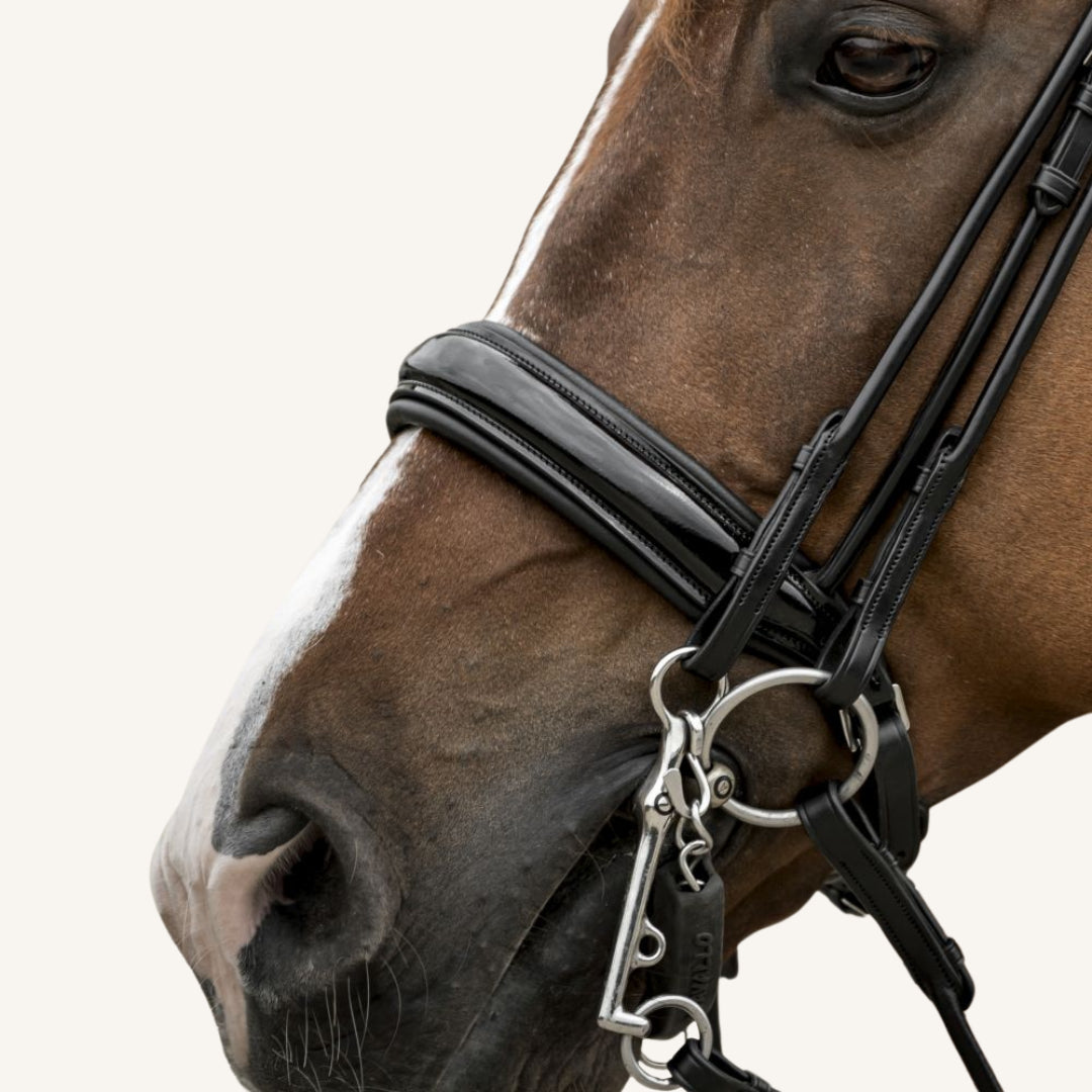 Kandarenzaum Venezia mit Wunschstirnriemen