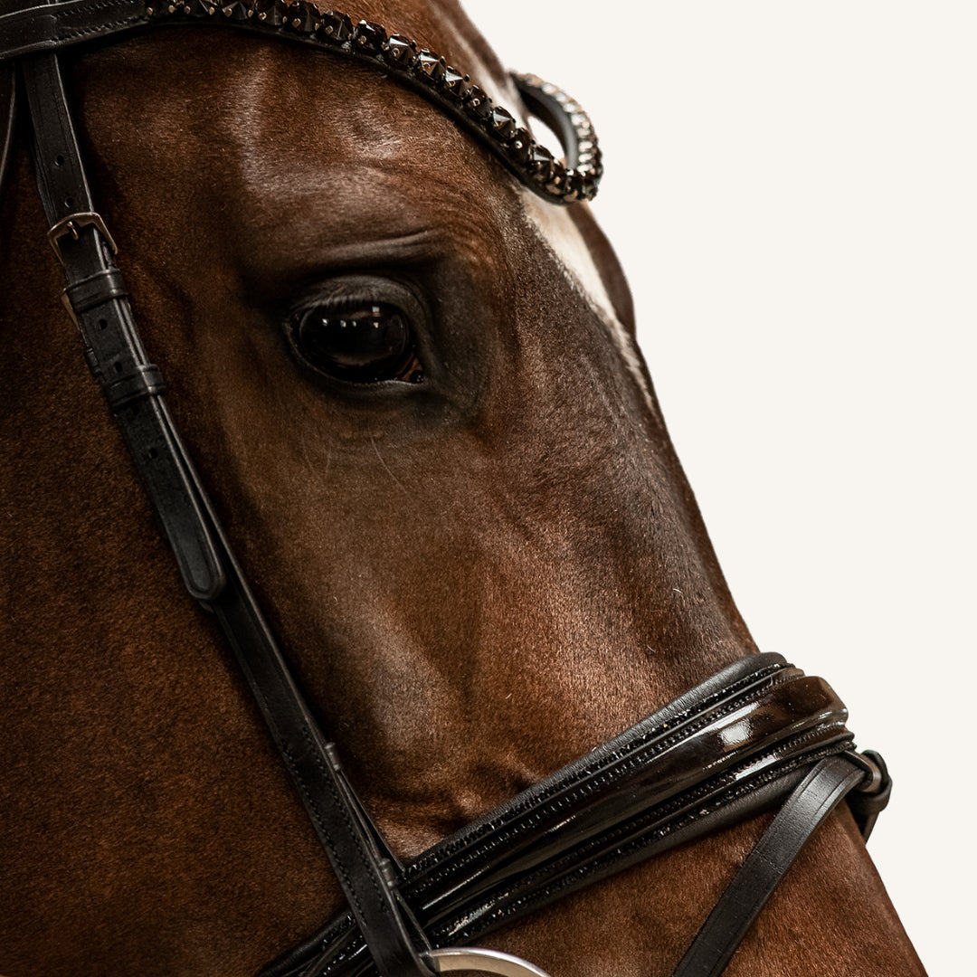 Trensenzaum Black Edition + Gurtzügel + GRATIS Dust Bag