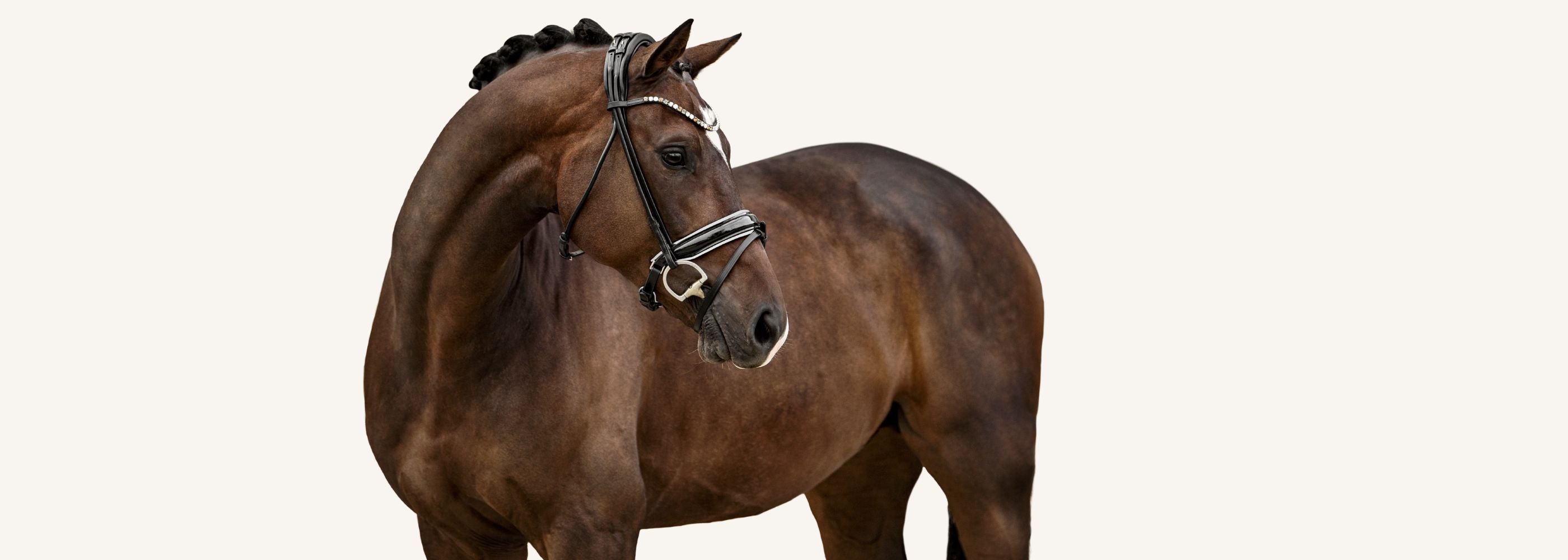 Pferd mit Trensenzaum Sienna