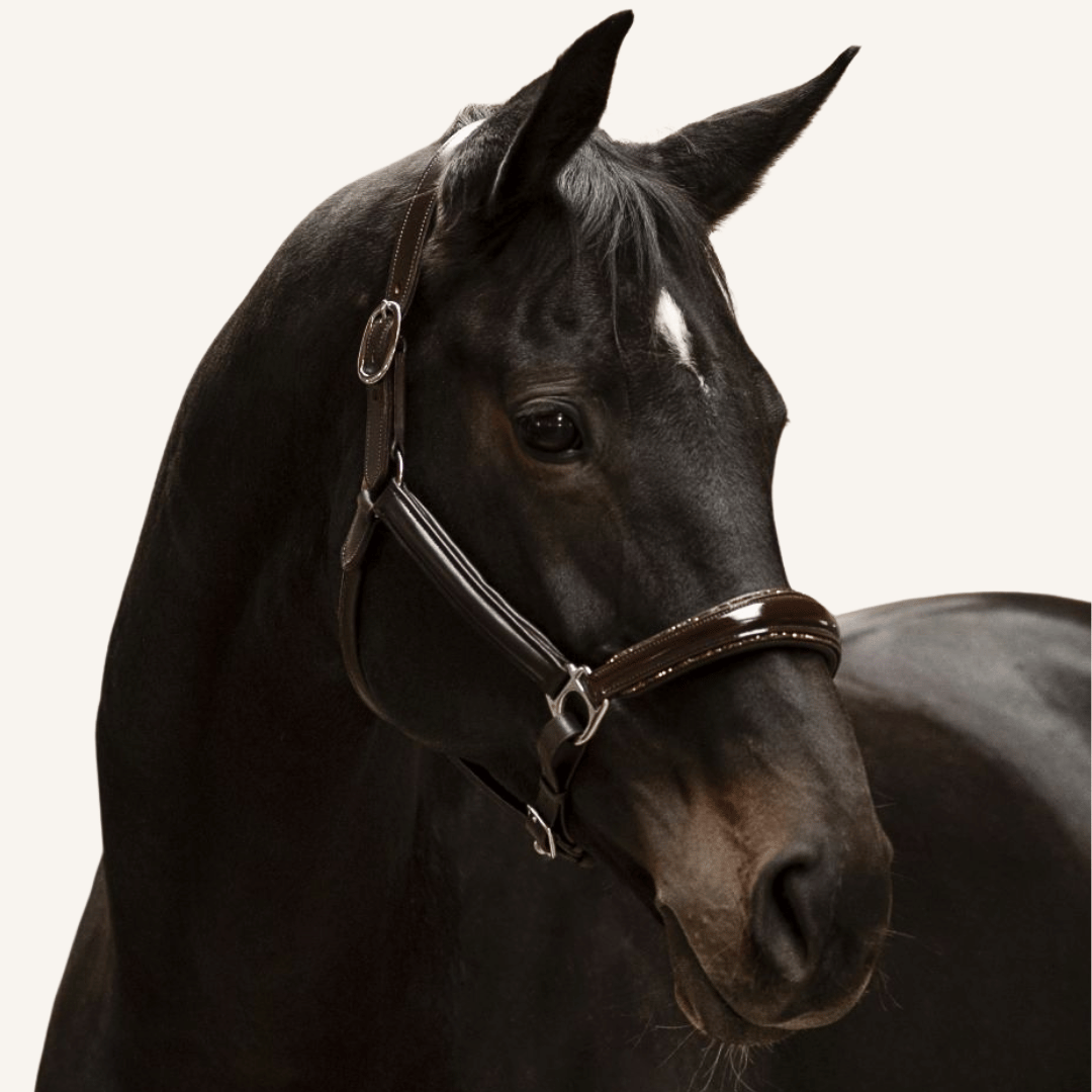 Halfter Messina Lackleder Glitter