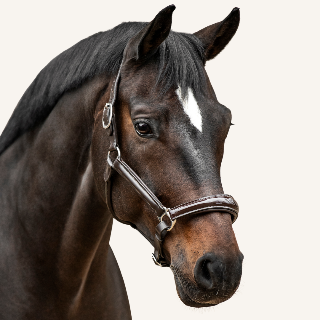 Halfter Milano Lackleder