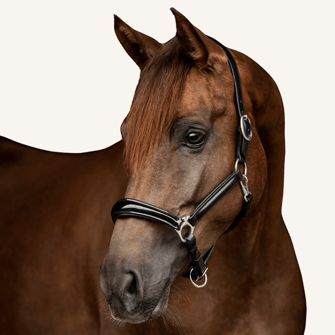 Halfter Milano Lackleder