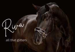 Trense Riva, der neue glitzernde Classic Zaum - all that glitters!